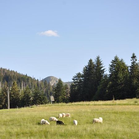 Apartamenty Jszi Zakopane Buitenkant foto