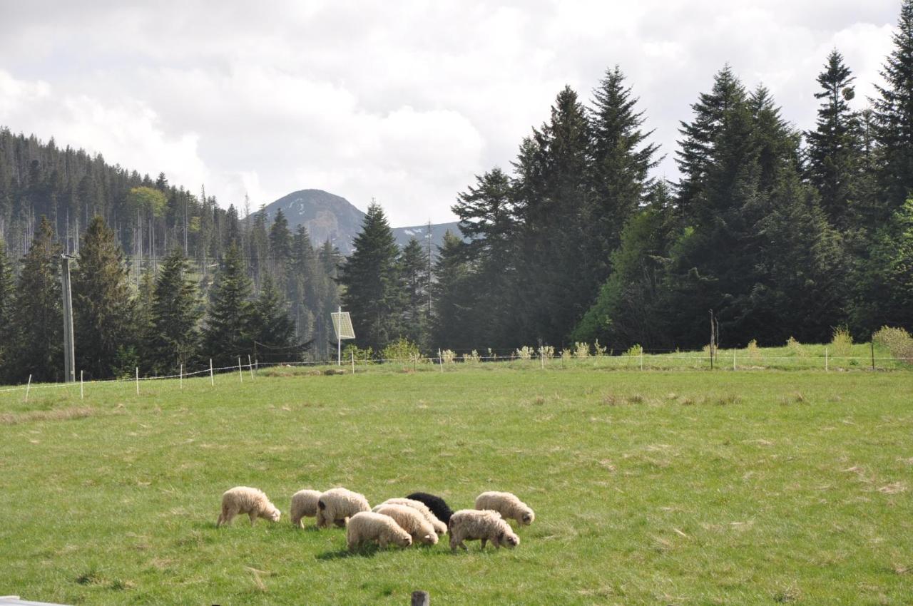 Apartamenty Jszi Zakopane Buitenkant foto