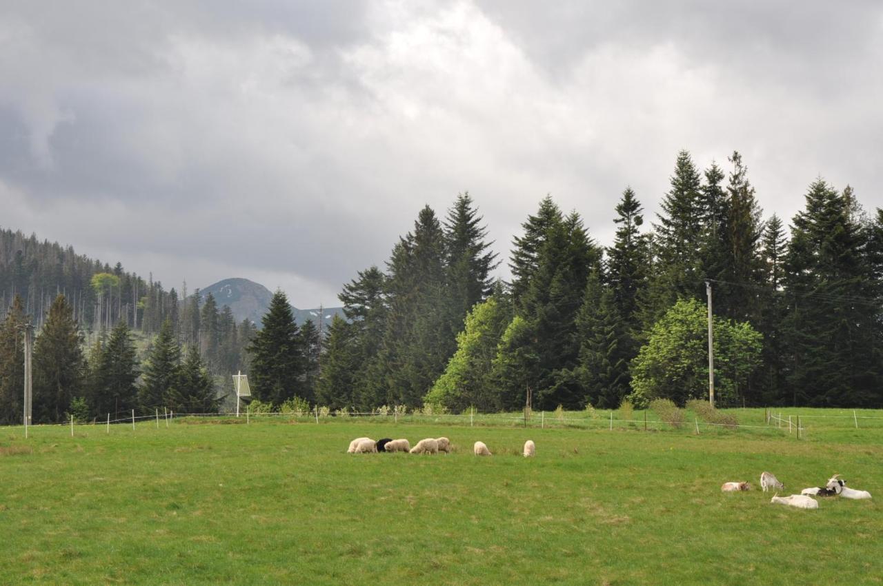 Apartamenty Jszi Zakopane Buitenkant foto