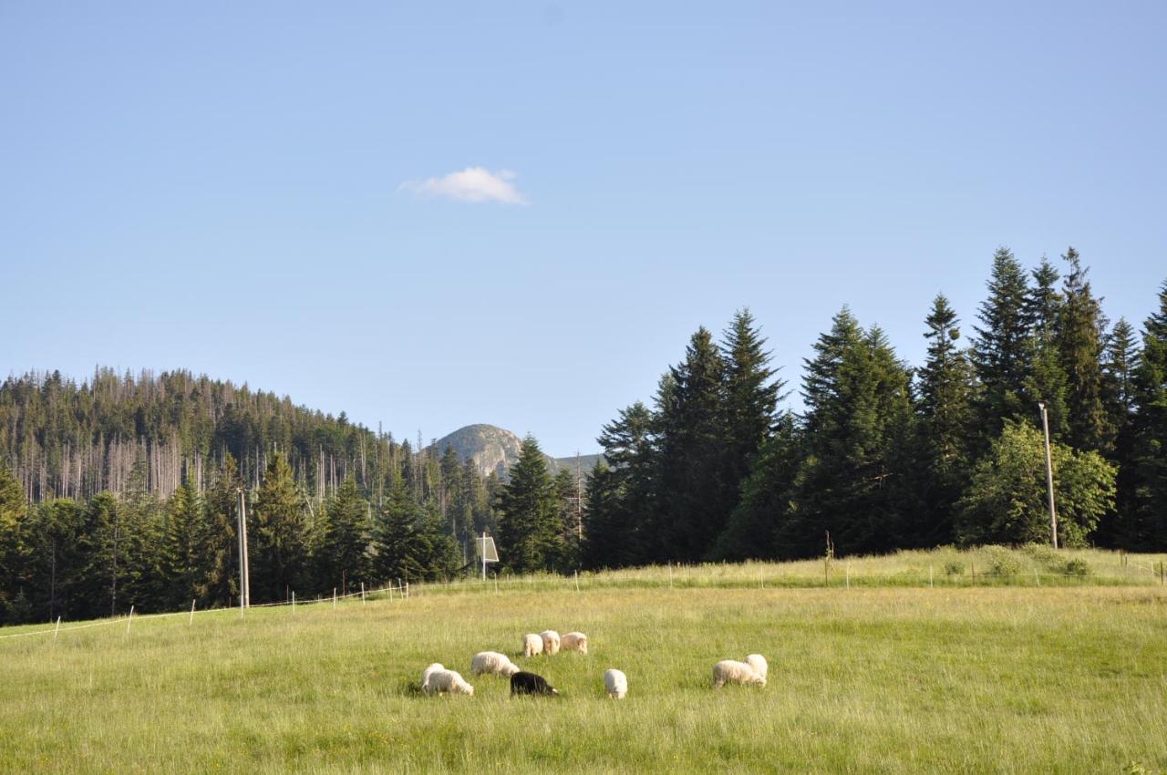 Apartamenty Jszi Zakopane Buitenkant foto